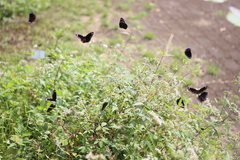 Euploea tulliolus koxinga