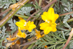 Hypecoum procumbens