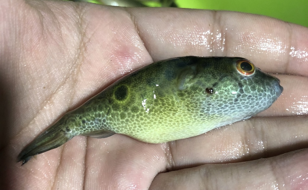 Fang's Puffer
