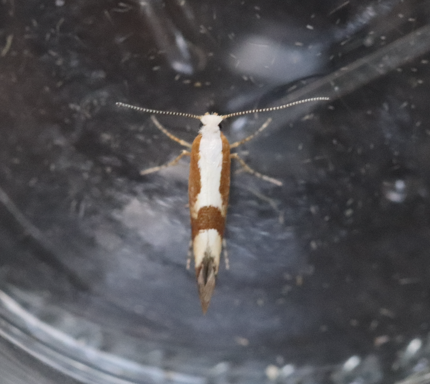 Cherry Fruit Moth