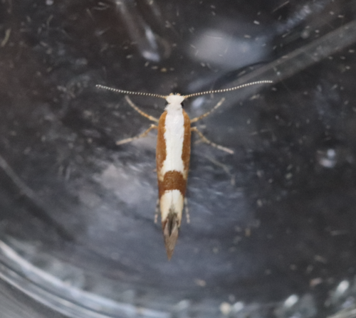 Cherry Fruit Moth