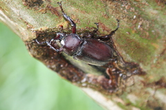 Trypoxylus dichotomus tsunobosonis