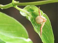 Ebrechtella pseudovatia