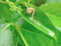 Ebrechtella pseudovatia