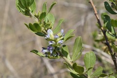 Psoralea polysticta