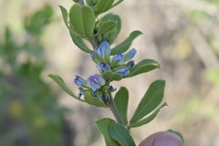 Psoralea polysticta