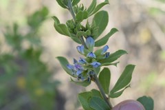 Psoralea polysticta