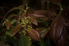 Endiandra muelleri bracteata