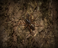 Euasteron enterprise