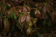 Endiandra muelleri bracteata