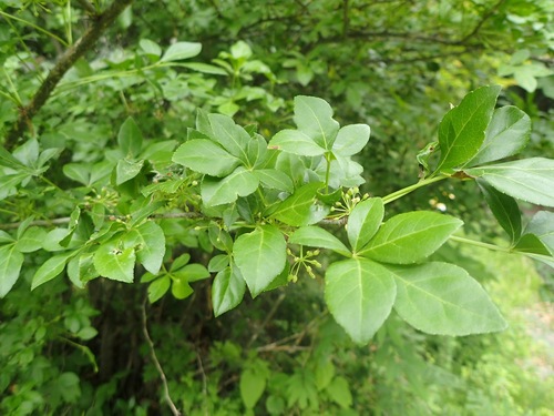 Image of Eleutherococcus spinosus by no rights reserved