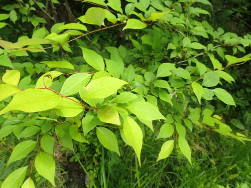 Lindera praecox, photograph 6