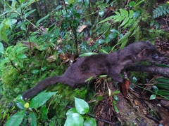 Indonesian Mountain Weasel photo 1