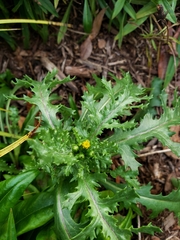 Senecio vulgaris