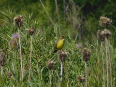 Pseudocolopteryx flaviventris