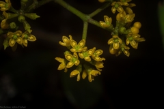 Cissus hypoglauca