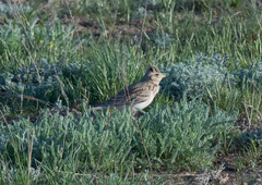 Alaudala heinei
