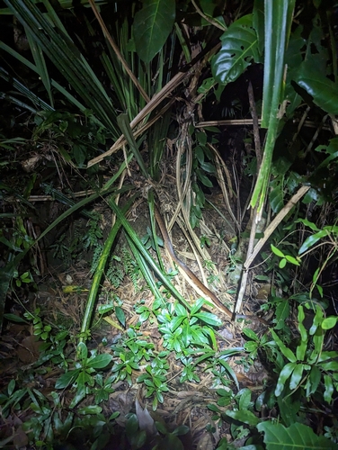 Brown Tree Snake sighting