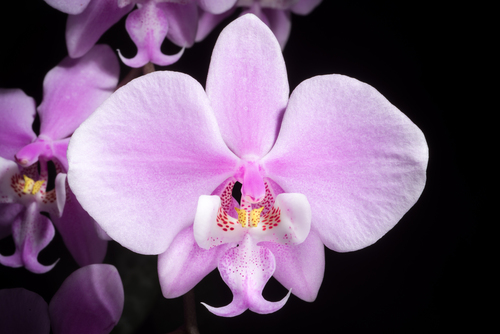 Schiller's Phalaenopsis