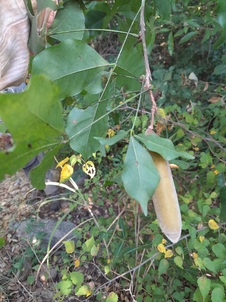 Disynstemon paullinioides