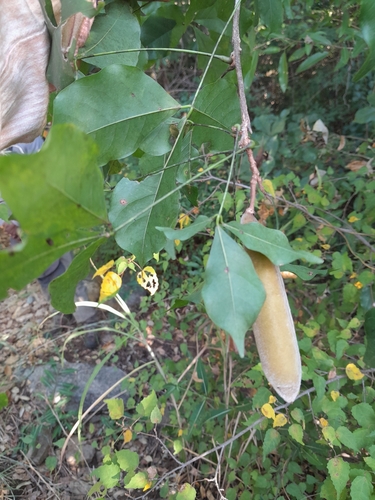 Disynstemon paullinioides
