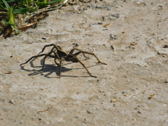 Lycosinae