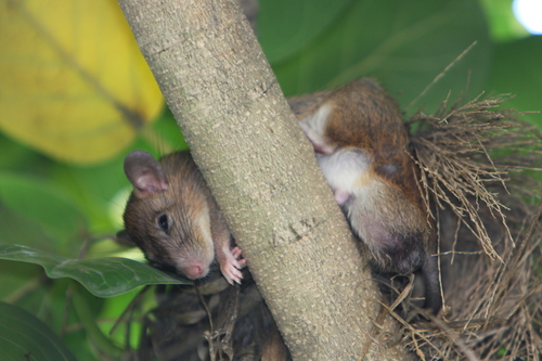Coxing's Whitebellied Rat (Niviventer coninga) · iNaturalist