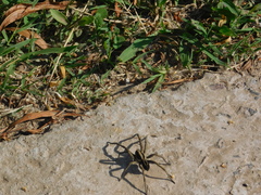 Lycosinae