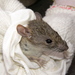 Rattus losea - Photo (c) 張恒嘉, algunos derechos reservados (CC BY-NC), subido por 張恒嘉