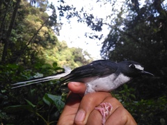 Enicurus velatus sumatranus