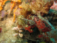 Cabangus regius