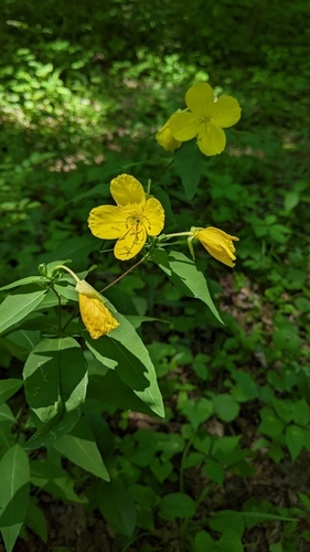 Glaucous Sundrops (Oenothera glauca)