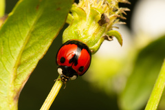 Coelophora biplagiata