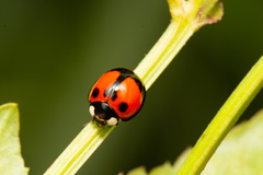 Coelophora biplagiata