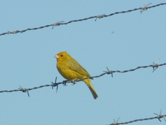 Sicalis flaveola