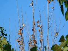 Sicalis flaveola