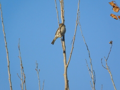 Sicalis flaveola