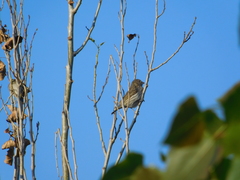 Sicalis flaveola