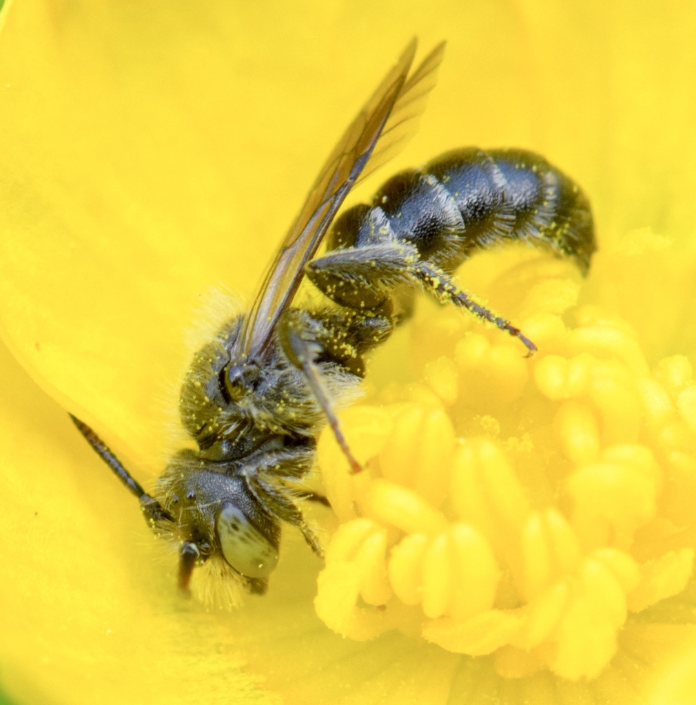 Produced Small-mason