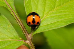 Coelophora biplagiata