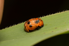 Coccinella transversalis