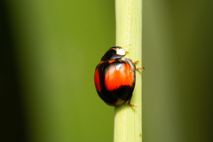 Coelophora biplagiata