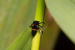 Coelophora biplagiata