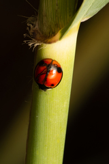 Coelophora biplagiata