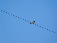 Progne chalybea
