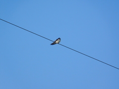 Progne chalybea