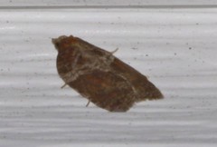 Acleris celiana