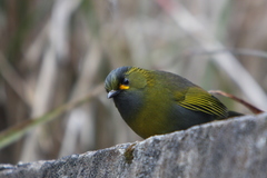 Liocichla steerii