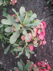 Euphorbia milii
