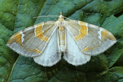 Eulithis pyropata